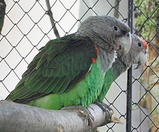 Brown-necked parrot Species of bird