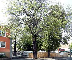 Kastanien am alten Dorfschulhaus in Vahrenwald