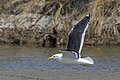 * Nomination Kelp gull (Larus dominicanus dominicanus) --Charlesjsharp 11:05, 6 February 2024 (UTC) * Promotion  Support Good quality. --Ermell 09:15, 12 February 2024 (UTC)