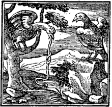 Andrea Alciato's emblem of the sick kite, 1546 Kitealciato.gif