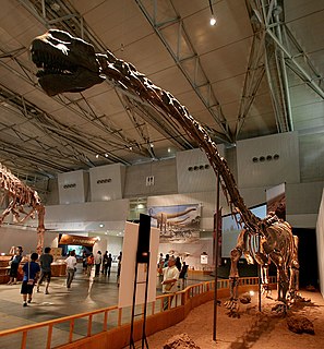 <i>Klamelisaurus</i> genus of reptiles (fossil)