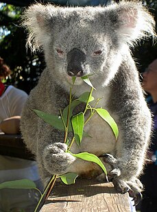 a koala eating