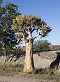 Kokerboom in blom in die Augrabies- Nasionale Park.