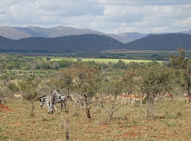 File:Kruger Park Zebra 11.jpg