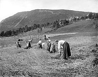 Graanoogst in Sunnmoere, asi 1890