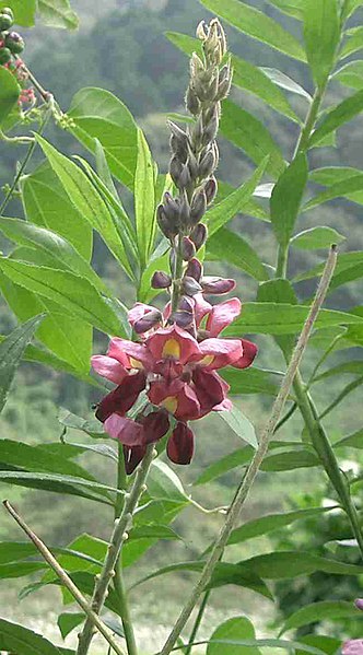 File:Kuzu flower.jpg