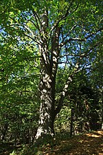 Miniatura para Tilia platyphyllos