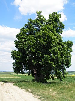 pohled od zjz. (květen 2012)