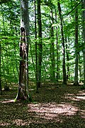 Pérolles-See: Wald