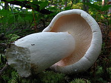 The closely spaced gills are whitish before turning tan in age. Lactarius deceptivus 50256.jpg