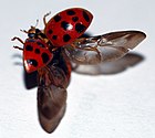 Full wings of a Harmonia axyridis taking flight