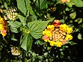 Lantana camara Cinco negritos Bandera española