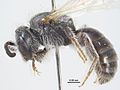 Lasioglossum impunctatum m.jpg