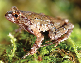 Lateral view of the holotype CIBQY20200726001 of Megophrys baishanzuensis.png