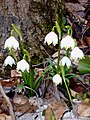 "Märzenbecher" (Leucojum vernum)