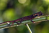 Leaf-nosed agama (Aphaniotis ornata).jpg