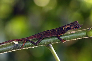 <i>Aphaniotis ornata</i> Species of lizard