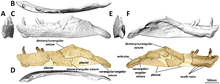 Left dentary and surangular bones Left dentary and surangular of Euhelopus.png