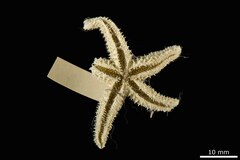 File:Leptasterias hyperborea f. floccosoides - AST-000072 hab-ven.tif (Category:Echinodermata in the Natural History Museum of Denmark)
