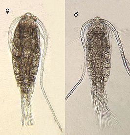 Leptodiaptomus minutus