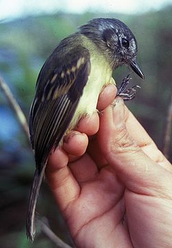 Tuhkapäänappaaja (Leptopogon superciliaris)