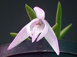 Leptotes unicolor httpsuploadwikimediaorgwikipediacommonsthu