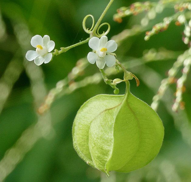 File:Lesser Balloon Vine (Cardiospermum halicacabum) flowers and fruit ... (51875254751).jpg