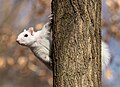 Image 75White (leucistic) eastern gray squirrel perched on a tree in Brooklyn