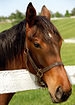 Lexington Kentucky - Donamire Farm "A Handsome Portrait" (3571783556) (2).jpg