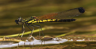 <i>Libellago indica</i> Species of damselfly