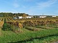 Français : Vignoble de la Grande Champagne, Lignières-Sonneville, Charente, France