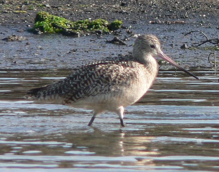 File:Limosa fedoa cropped p1260801.jpg