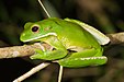 68 Commons:Picture of the Year/2011/R1/Litoria infrafrenata - Julatten.jpg