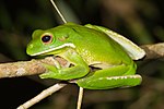 Thumbnail for White-lipped tree frog