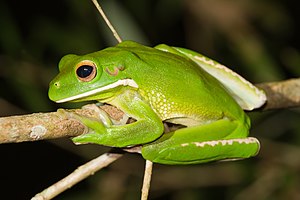 ליטוריה - סוג של צפרדעים ממשפחת האילניתיים, אשר נפוץ באוסטרליה, בארכיפלג ביסמרק, באיי שלמה, בגינאה החדשה, באיי סונדה, באיי מאלוקו, ובטימור.