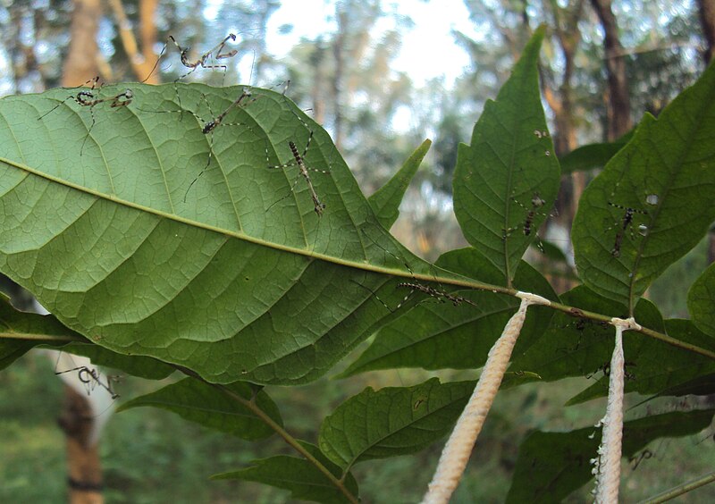 File:Little Praying Mantises on the leaves of Chukrasia tabularis 3.jpg