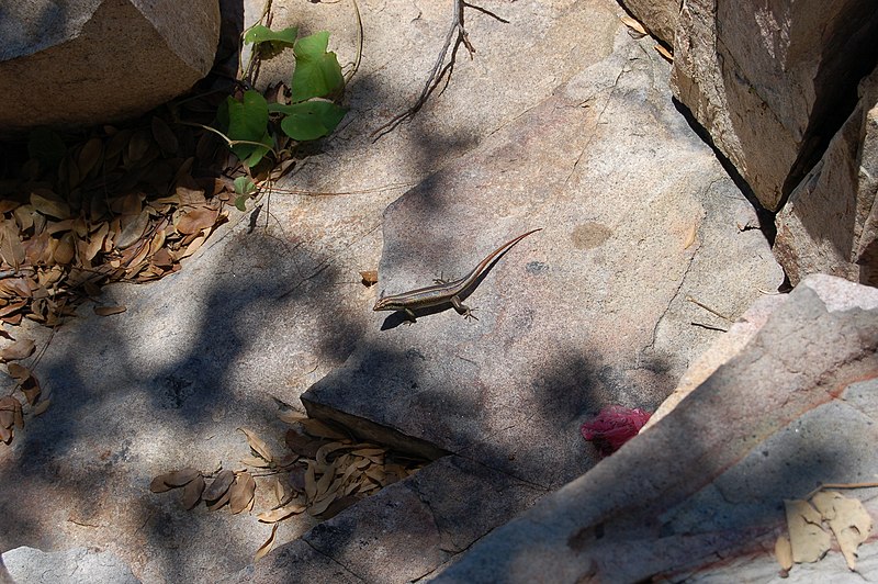 File:Lizard, Cape McLear (2499270536).jpg