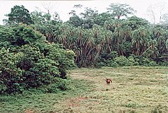 Búfalo en el Parque Nacional Lobéké