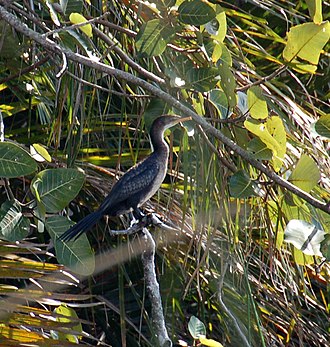 Cormoranul cu coadă lungă