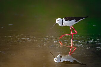 Black nape stilt, Alubijib town, Misamis Oriental. Photograph: Domzjuniorwildlife (CC BY-SA 4.0)