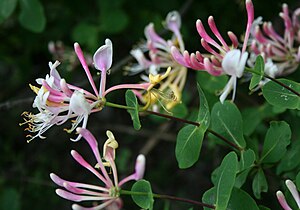 Lonicera etrusca 3.jpg