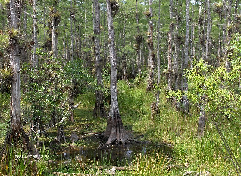 File:Loop Road in Big Cypress^ - panoramio (3).jpg