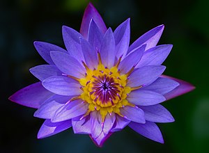 Lotus-76336.jpg