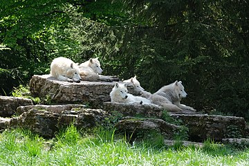 Loups arctiques DSCF4948.jpg