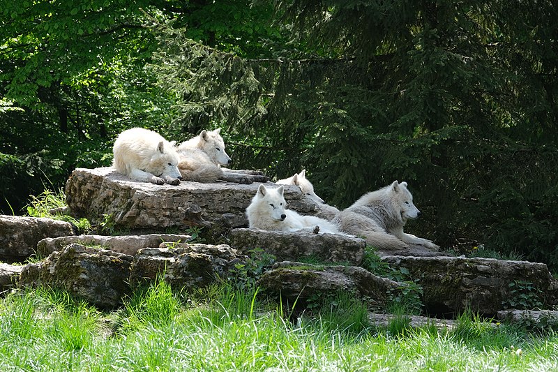 File:Loups arctiques DSCF4948.jpg