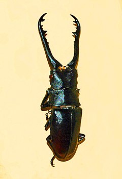 Lucanidae - زرافه Cladognathus.JPG