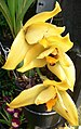 Lycaste grex hera