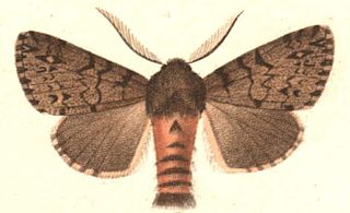 <i>Lymantria atlantica</i> Species of moth