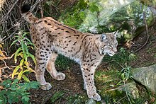 The reintroduction of predators like the lynx is attractive to conservationists, but alarming to farmers. Lynx Lynx (10597310204).jpg