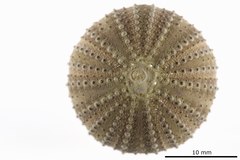 File:Lytechinus panamensis - ECH-000256 hab-dor.tif (Category:Echinodermata in the Natural History Museum of Denmark)